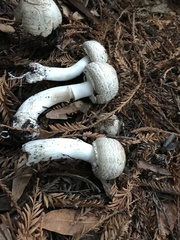 Agaricus