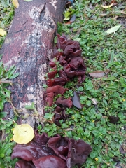 Auricularia auricula-judae