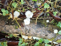 Favolus brasiliensis