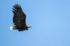 Haliaeetus vociferoides