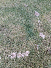 Clitocybaceae