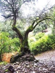 Quercus ilex