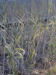 Arundo