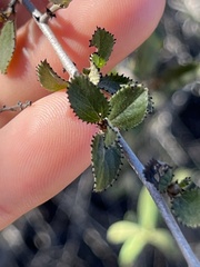 Ceanothus tomentosus olivaceus