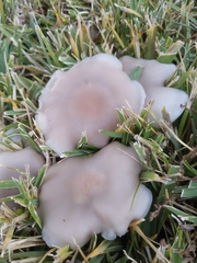 Clitocybaceae