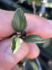 Ceanothus tomentosus olivaceus