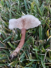 Clitocybaceae