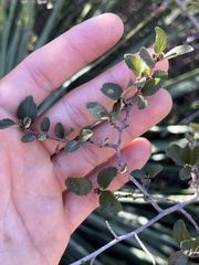 Ceanothus tomentosus olivaceus