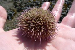 Psammechinus miliaris