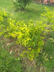 Nothofagus obliqua