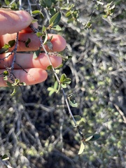 Ceanothus tomentosus olivaceus