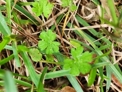 Geranium carolinianum