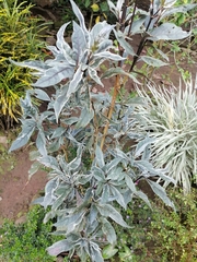 Graptophyllum pictum