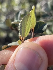 Ceanothus tomentosus olivaceus