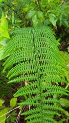 Athyrium oppositipennum
