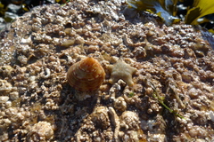 Asterina gibbosa
