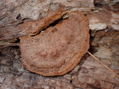 Fuscoporia