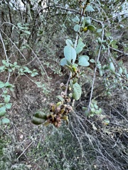 Ceanothus megacarpus
