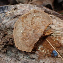 Fuscoporia