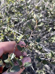 Ceanothus tomentosus olivaceus