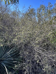 Ceanothus tomentosus olivaceus