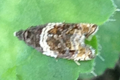 Olethreutes fasciatana