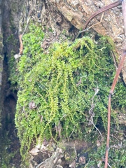 Plagiomnium cuspidatum