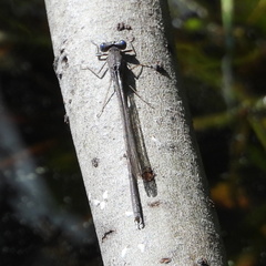 Sympecma fusca