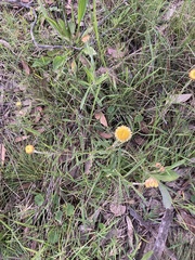 Coronidium scorpioides