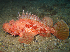 Scorpaena scrofa