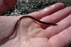 Nerophis lumbriciformis