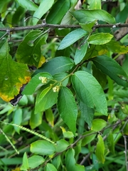 Varronia polycephala