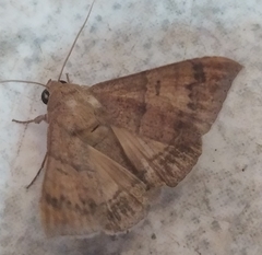 Achaea ablunaris