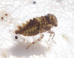 Macropsis scotti