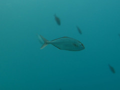 Seriola dumerili