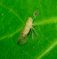 Cixiidae
