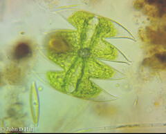 Micrasterias laticeps