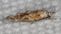 Mompha rufocristatella