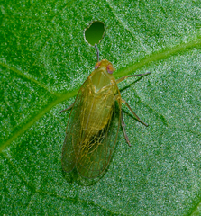 Cixiidae
