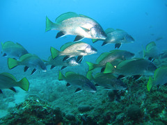 Sciaena umbra
