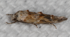 Mompha rufocristatella