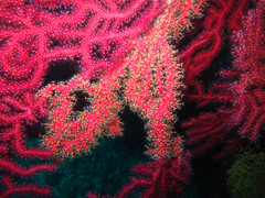 Alcyonium coralloides