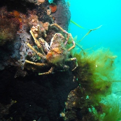 Leptomithrax gaimardii