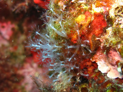 Cornularia cornucopiae