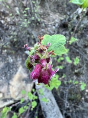 Ribes malvaceum