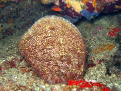 Pinna nobilis