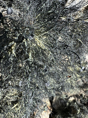 Usnea antarctica