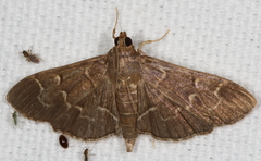 Pilocrocis ramentalis