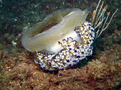 Cotylorhiza tuberculata