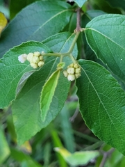 Varronia polycephala